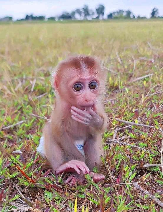 happy baby monkey happy baby monkey